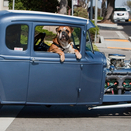 Cães e carros