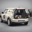 Cães poluem mais que os carros