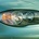 BMW 120i Automatic