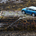 MINI (BMW) Cooper Countryman D