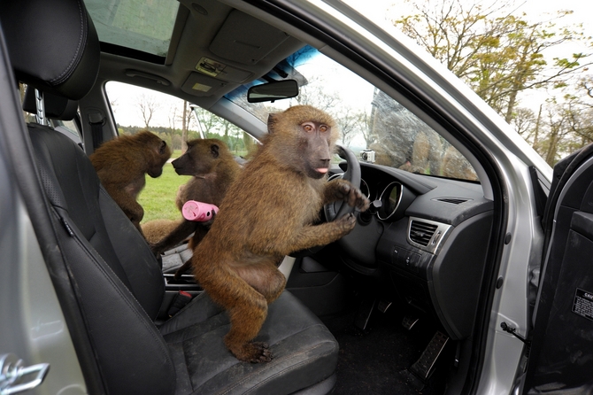 A Hyundai também colocou brinquedos no interior do carro para os macacos A Hyundai também colocou brinquedos no interior do carro para os macacos