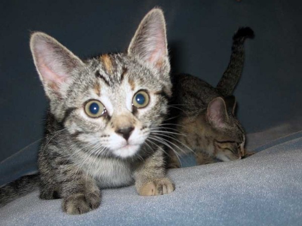 Cats! Cats!